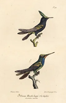 Antillean Gallery: Antillean crested hummingbird and sapphire-throated