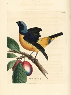 Antillean Gallery: Antillean euphonia, Euphonia musica