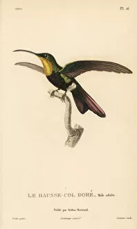 Colibris Collection: Antillean mango, Anthracothorax dominicus