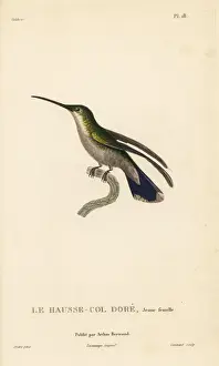 Antillean mango, Anthracothorax dominicus