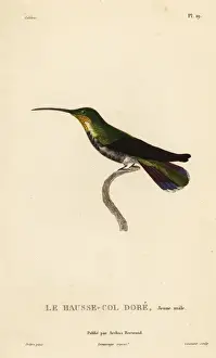 Antillean mango, Anthracothorax dominicus
