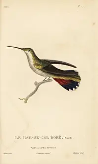 Antillean mango, Anthracothorax dominicus aurulentus. Female