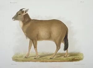 Antilopine Gallery: Antilope caudata, blackbuck