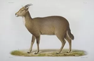 Antilopine Gallery: Antilope cinerea, Chinese goral