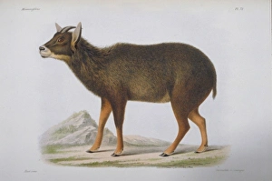 Antilopine Gallery: Antilope edwardsii, goral