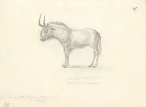 Alcelaphinae Gallery: Antilope Gnu
