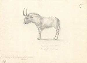 Alcelaphinae Gallery: Antilope Gnu