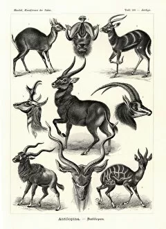 Americana Gallery: Antilopina antelopes