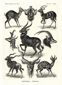 Niger Gallery: Antilopina antelopes