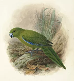 Images Dated 9th December 2011: Antipodes Island Parakeet