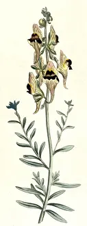 Flowered Prints: Antirrhinum Triste