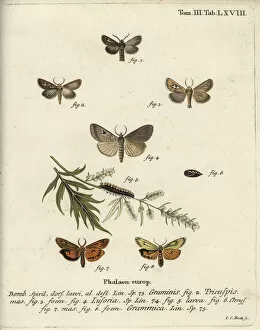 Christoph Collection: Antler moth, Lygephila lusoria and feathered footman