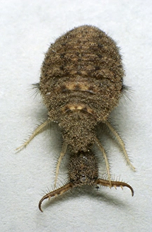 Larvae Collection: Antlion larva on a paper sheet