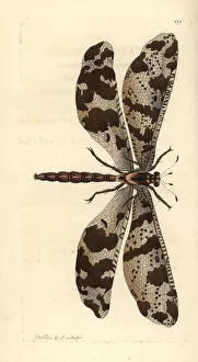 Grande Collection: Antlion, Myrmeleon species