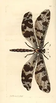 Antlion, Myrmeleon species