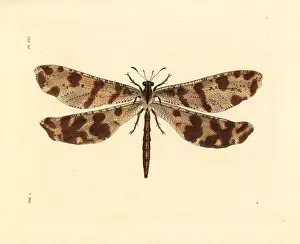 Westwood Prints: Antlion, Palpares libelluloides