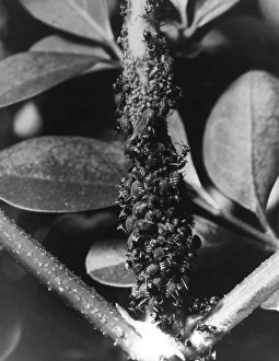 Images Dated 28th July 2011: Ants & Black Fly