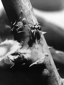 Ants & Rose Scale Insect