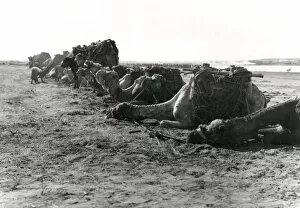 Anzac Gallery: Anzac transport camels resting at Gaza, WW1