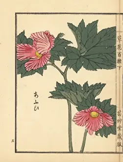 Aoi or hollyhock, Alcea rosea