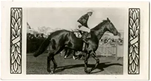 Racehorses Prints: Aorangi, Australian race horse