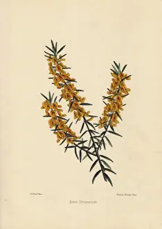 Procumbens Prints: Aotus drummondii, yellow and crimson flowered