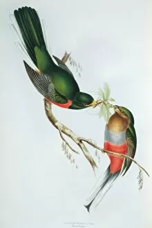 Elizabeth Gould Gallery: Apaloderma narina, Narinas trogon