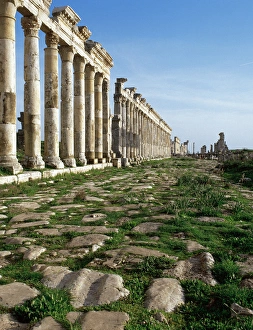 Apamea Gallery: Apamea. Cardo Maximus. Syria
