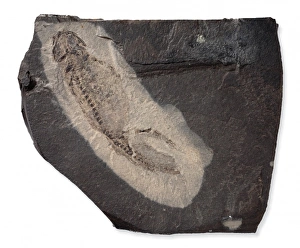 Larvae Collection: Apateon pedestris, amphibian larva