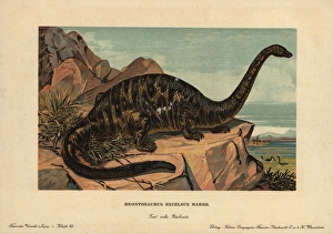 Tiere Gallery: Apatosaurus excelsus, extinct genus of sauropod