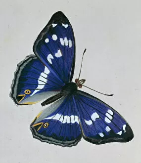 Lepidoptera Collection: Apatura iris, purple emperor