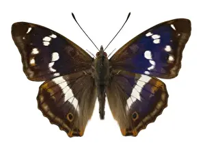 Apatura iris, purple emperor