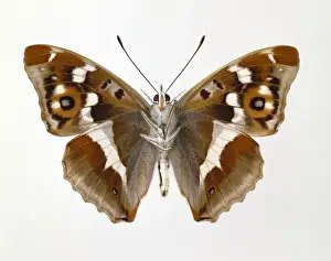 Apatura iris, purple emperor