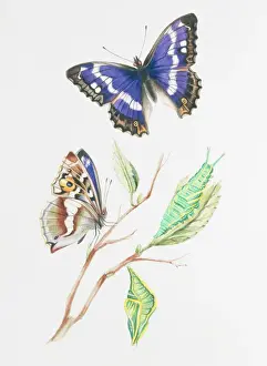 Apatura iris, purple emperor