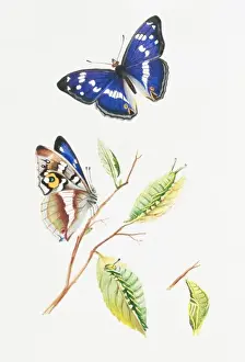 Apatura iris, purple emperor
