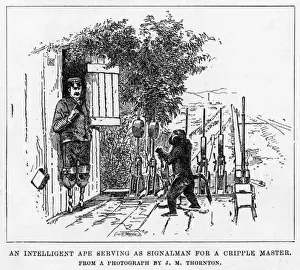Operate Prints: Ape Signalman