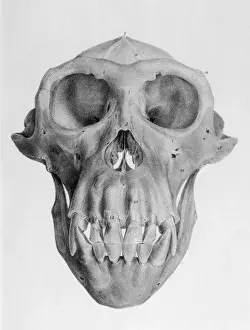 APEs SKULL / 1849