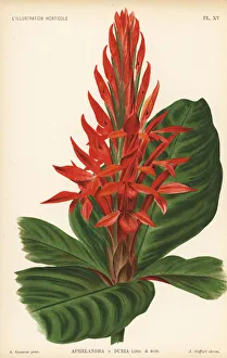 Aurantiaca Gallery: Aphelandra cultivar, Aphelandra x dubia