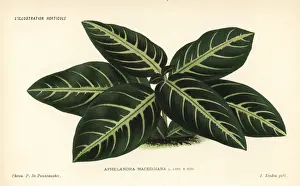 Costa Prints: Aphelandra macedoiana