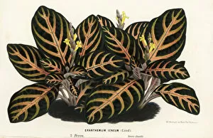 Maculata Gallery: Aphelandra maculata