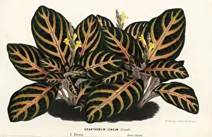 Maculata Prints: Aphelandra maculata