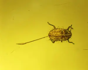 Aphid in amber