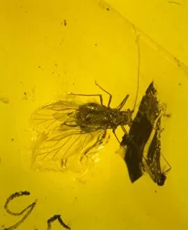 Cenozoic Gallery: Aphid in amber