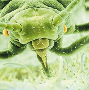 Micro Photography Gallery: Aphis fabae, black bean aphid