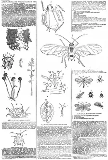 Terrible Prints: Aphis Vastator, potatoe disease