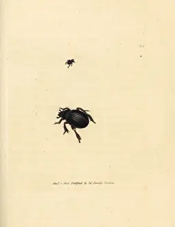 Aphodius arenarius beetle