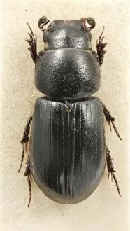 Beetles Collection: Aphodius niger, Beaulieu dung beetle