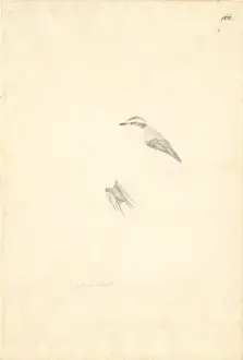 Aphrastura spinicauda, thorn-tailed rayadito