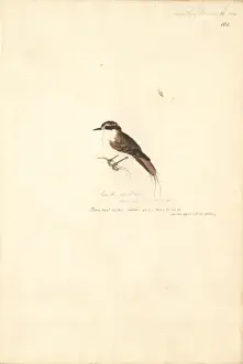 Johann George Adam Prints: Aphrastura spinicauda, thorn-tailed rayadito