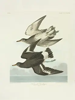 Wader Prints: Aphriza virgata, surfbird